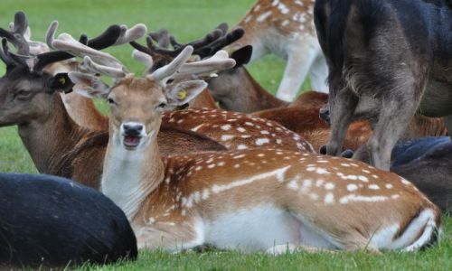 Zdjęcie IRLANDIA / - / Dublin Phoenix Park / Uśmiech proszę:)
