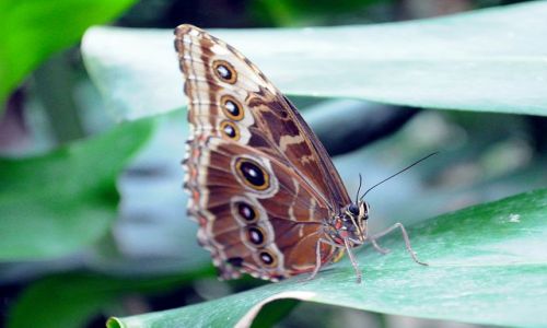 Zdjcie IRLANDIA / - / Straffan / Motyl