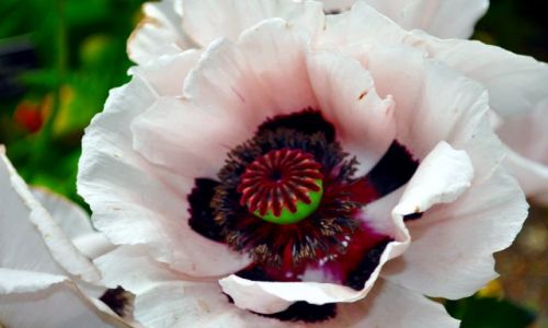 Zdjecie IRLANDIA / - / Dublin Botanic Garden's / Mak