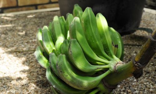 Zdjecie IRLANDIA / - / Dublin Botanic Garden's / Bananowo