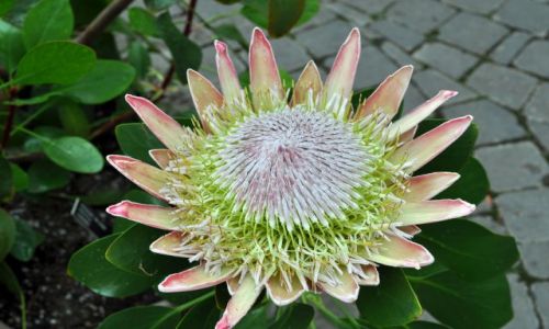 Zdjecie IRLANDIA / - / Dublin Botanic Garden's / ...