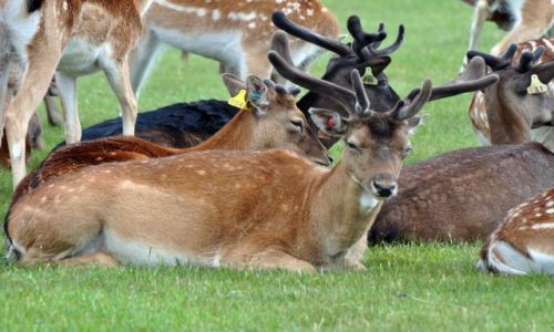 Zdjęcie IRLANDIA / - / Dublin Phoenix Park / Jestem śpiący