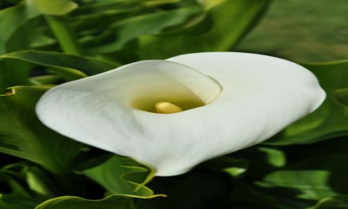 Zdjecie IRLANDIA / - / Dublin Botanic Garden\\\'s / :)