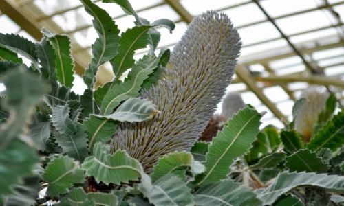 Zdjecie IRLANDIA / - / Dublin Botanic Garden's / ...