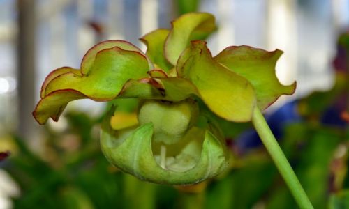 IRLANDIA / - / Dublin Botanic Garden's / Owado�erny