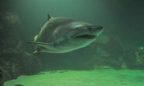 Zdjecie IRLANDIA / - / Dingle/Oceanarium / Budzi respekt
