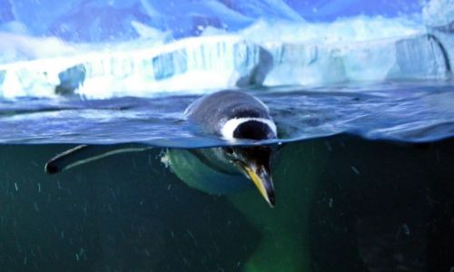 Zdjecie IRLANDIA / - / Dingle/Oceanarium / Ciekawski:)