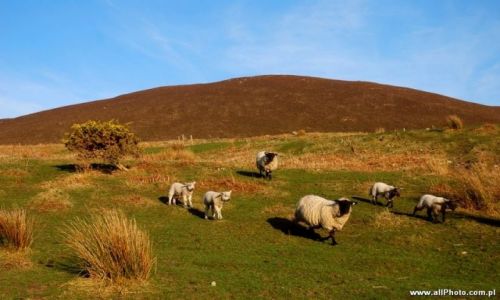 Zdjecie IRLANDIA / Kerry / Dublin / Sheep of Dingle Peninsula