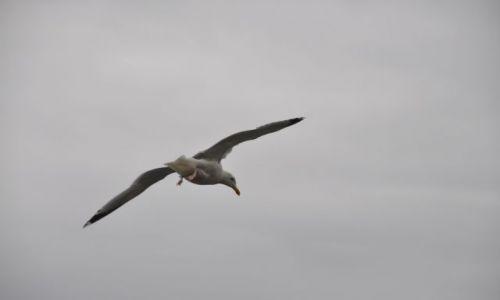 Zdjecie IRLANDIA / - / Great Skellig / Mewa