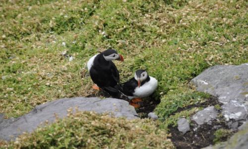 Zdjecie IRLANDIA / - / Great Skellig / Maskonur