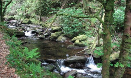 Zdjęcie IRLANDIA / Killarney / Park Narodowy Killarney / Park Narodowy Killarney