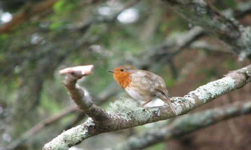 Zdjęcie IRLANDIA / Kenmare / Kenmare / Rudzik