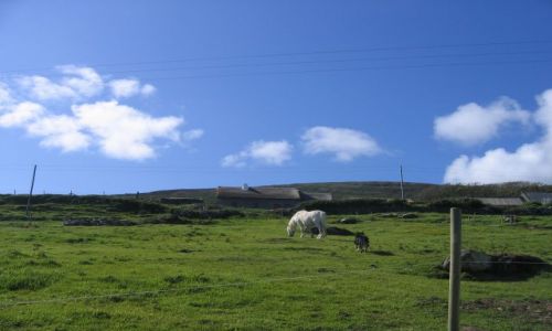 Zdjęcie IRLANDIA / Płw.Dingle / Ceann Tra / Farma w Ceann Tra