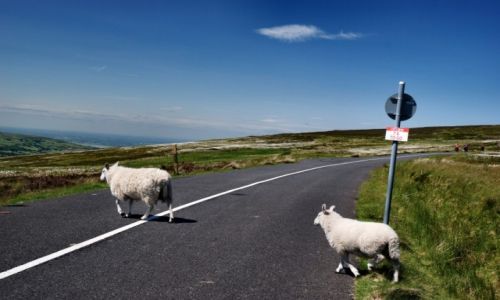 Zdjęcie IRLANDIA / WICKLOW / WICKLOW / WICKLOW MOUNTAINS