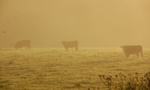 Zdjęcie IRLANDIA / - / Knocklofty/Fishermans Lodge / Food or Friends?