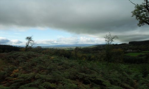 Zdj�cie IRLANDIA / - / Russeltown wood. / Green, blue, grey.