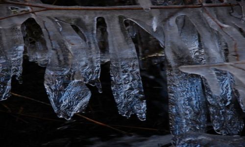 Zdj�cie IRLANDIA / - / Russeltown wood. / Ice ice...