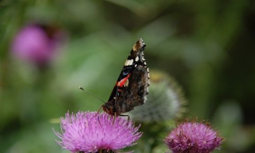 Zdjcie IRLANDIA / - / Clonmel. / Motyl.