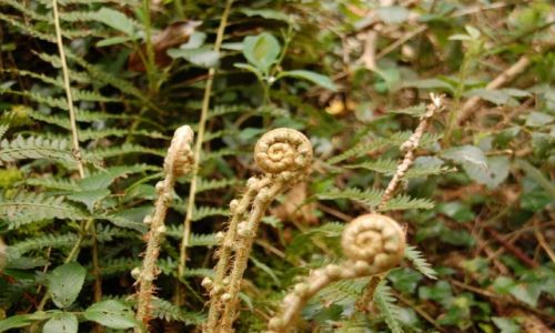 Zdjęcie IRLANDIA / - / Garrykennedy / Roslina.