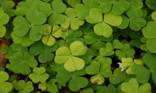 Zdjęcie IRLANDIA / - / Garrykennedy / Irlandzko.