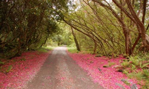 Zdjcie IRLANDIA / - / Cahir(Glengarra wood) / Uslane.