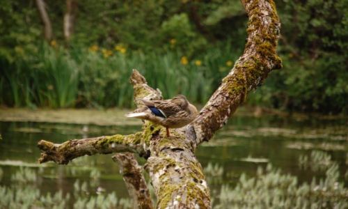 Zdjęcie IRLANDIA / - / Marlfield. / Kaczuszka.