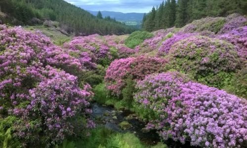 Zdjecie IRLANDIA / Tipperary / mountains / view
