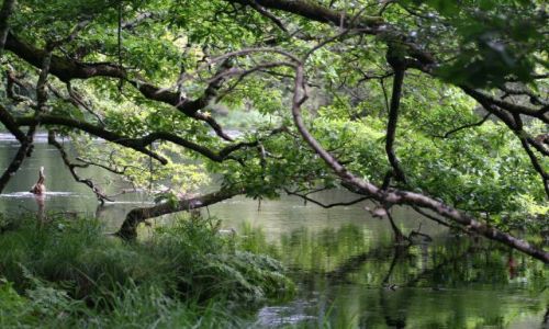 Zdjęcie IRLANDIA / brak / Killarney / Park Narodowy w Killarney