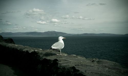 Zdjęcie IRLANDIA / County Kerry / Inch / Inch9
