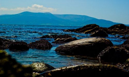 Zdjecie IRLANDIA / okolice Inch / Irlandia / skorupiaczki2