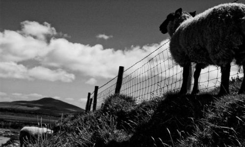 Zdjęcie IRLANDIA / okolice Inch / Irlandia / a sheep