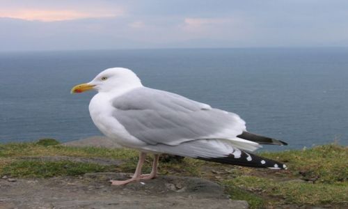 Zdjęcie IRLANDIA / brak / gdzies na poludniowym wybrzezu / mewa?