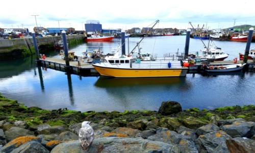 Zdjcie IRLANDIA / Dublin  / Howth / W porcie 