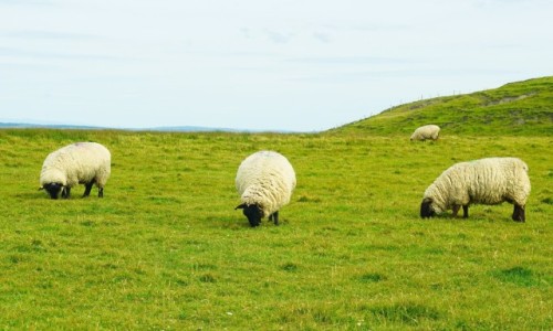 Zdjcie IRLANDIA / Hrabstwo Clare / Klify Moheru / Owce czarnolice