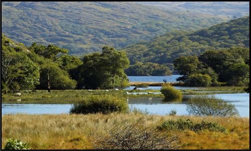Zdjcie IRLANDIA / co. Kerry / Killarney National Park / Killarney National Park