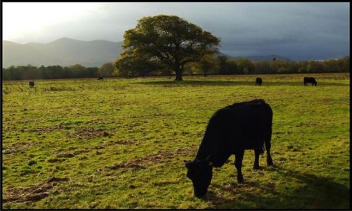 Zdjcie IRLANDIA / co. Kerry / Killarney National Park / Killarney National Park