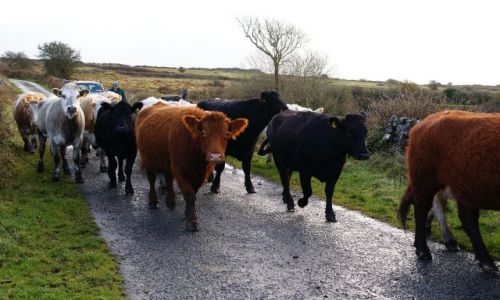 Zdjecie IRLANDIA / zachodnie wybrzee / irlandia / przeprawa