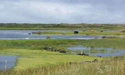 Zdjecie IRLANDIA / Aran Islands / Inishmore / Sielskie krajobrazy