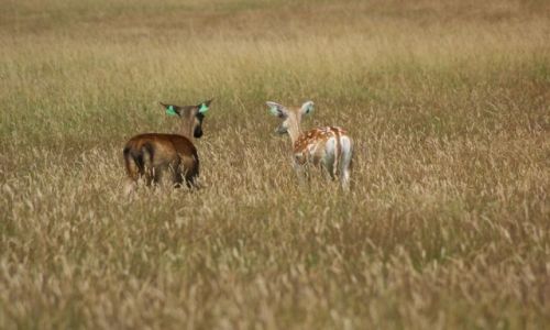 Zdjecie IRLANDIA / okolice Dublina / Phoenix Park / Bambi :)