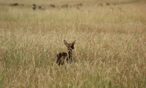 Zdjecie IRLANDIA / okolice Dublina / Phoenix Park / Bambi3
