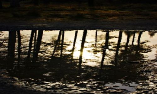 Zdjęcie IRLANDIA / Galway / Portumna  / Parkowo po deszczu