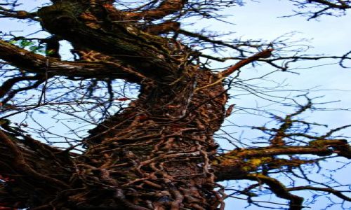 Zdjęcie IRLANDIA / Galway / Portumna  / Drzewo