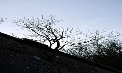 Zdjecie IRLANDIA / Offaly / Shannonbridge / rosną tylko drzewa ....