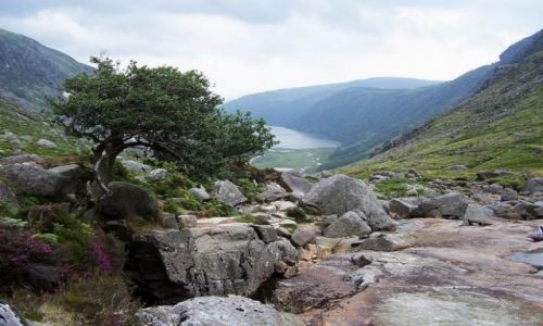 Zdjecie IRLANDIA / Wicklow mountains / Glendalough Upper Lake / W gry