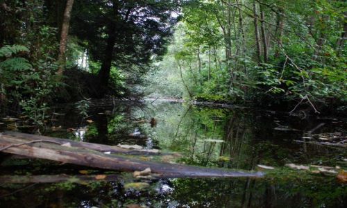 Zdjęcie IRLANDIA / Roscommon / lough keey / park