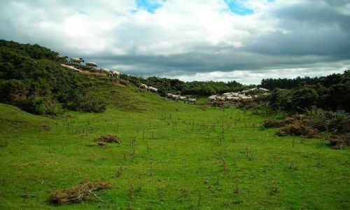 Zdjęcie IRLANDIA / Hrabstwo Kildare / Curragh / Pastwiska w okolicy Newbridge