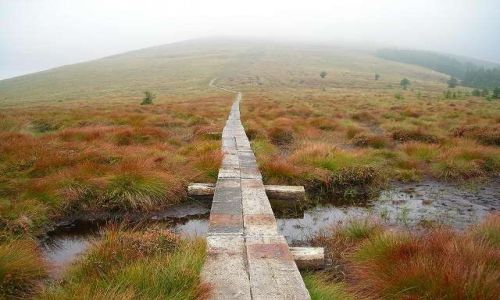 Zdjecie IRLANDIA / Hrabstwo Wicklow / Gory Wicklow / Przez torfowisko na szczyt
