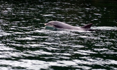 Zdjęcie IRLANDIA / Hrabstwo Kerry / Zatoka Dingle / W zatoce zadomowił się delfin FUNGIE, który mieszka tu od 1983 roku.
