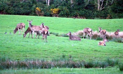 Zdjęcie IRLANDIA / - /  Kerry - Droga  N71 / Narodowy Park Killarney