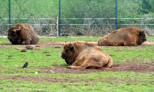 Zdj�cie IRLANDIA / - / Fota / Fota Wildlife Park